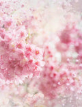 Abstract Cherry Flowers Bokeh Backdrop For Baby Spring Photography Shopbackdrop