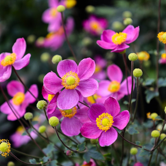 Close-up of Pretty Lady Diana Anemone showing rose-pink petals and bright yellow center stamens in fall