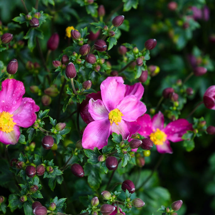 Pretty Lady Diana Anemone planted in a patio container with shade companions for elegant late-summer bloom