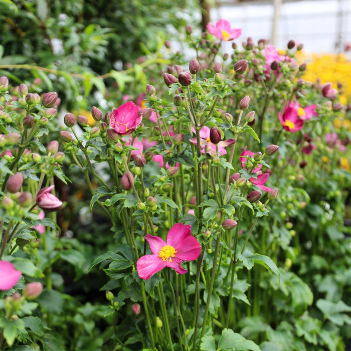 Pretty Lady Diana Anemone with compact mounded foliage and graceful upright flowering stems in a shade garden