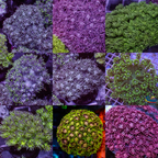 Assorted Goniopora Pack (0.5-1") - Corals Anonymous