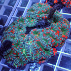 aussie rainbow atlantis acans 2
