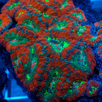 aussie rainbow nuclear meltdown acans 2