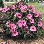 Berry Awesome Hardy Hibiscus with huge lavender-pink flowers, cherry-red eyes, and dark foliage blooming in a sunny garden