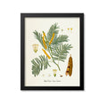 Black Cutch Botanical Print