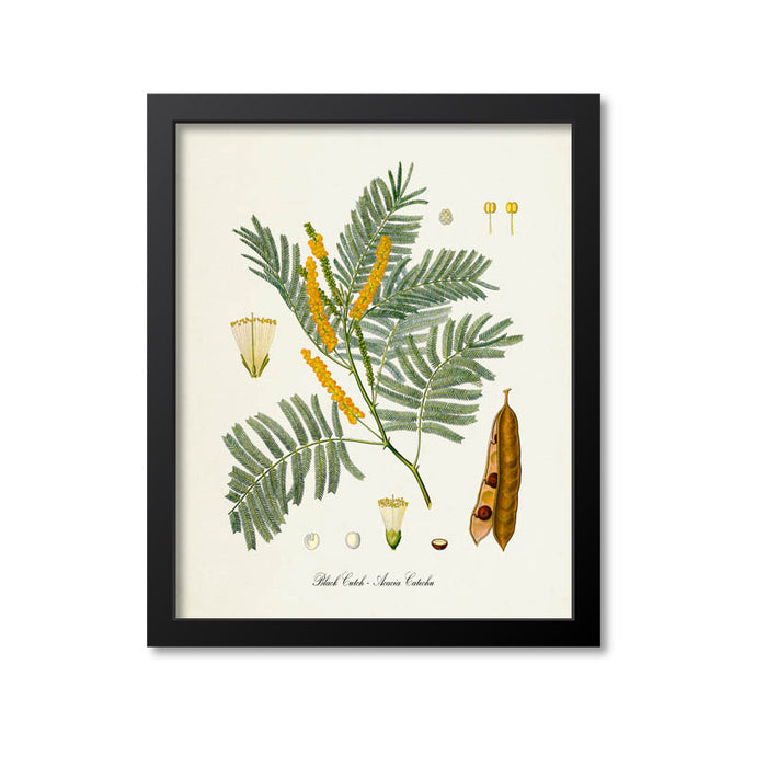 Black Cutch Botanical Print