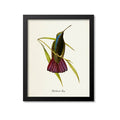 Black-throated Mango Hummingbird Print