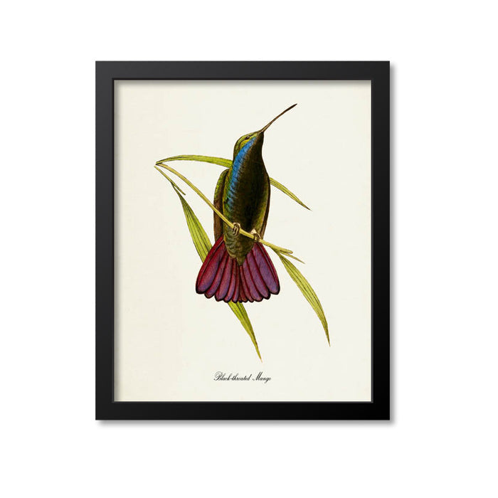 Black-throated Mango Hummingbird Print