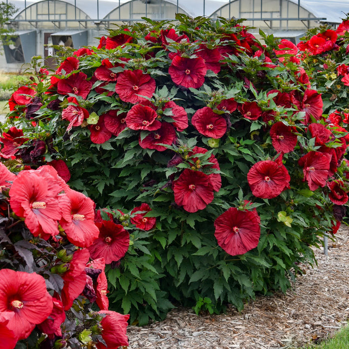 Blackberry Merlot Hardy Hibiscus with huge deep merlot red flowers blooming on an upright perennial plant in full sun