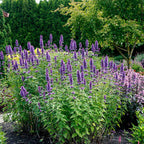 Blue Boa Agastache growing in a dry sunny garden with drought-tolerant perennials