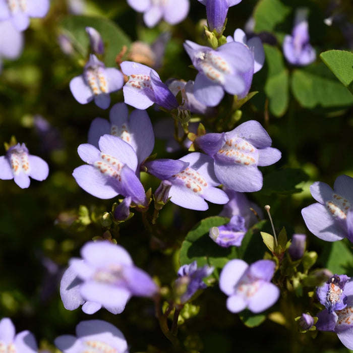 Close-up of blue creeping mazus flowers, small lilac-blue snapdragon-like blooms with a lighter throat above a dense mat of leaves.
