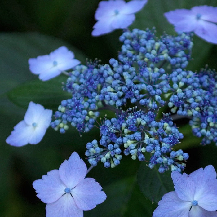 Bluebird Lacecap Hydrangea Flowers Turn Blue in Acidic Soil