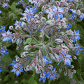 Borago Officinalis & Borage Seeds