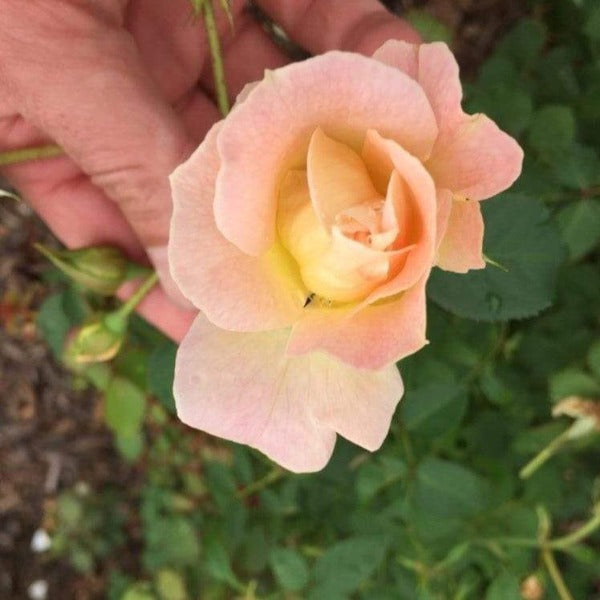 Signature Peach, Yellow, and Cream Color of Brindabella Glow Rose Bush