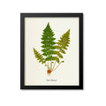 Brittle Bladder Fern Art Print