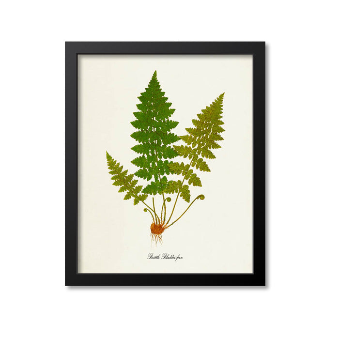 Brittle Bladder Fern Art Print