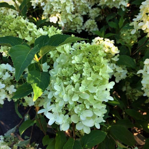 close look at the candy apply hydrangea  partially bloomed with light green blossoms