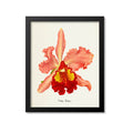 Cattleya Hardyana Flower Art Print