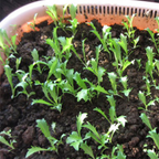 Chjcory & Endive Seeds