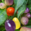 Coloful Mini Pepper Seeds