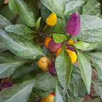 Coloful Mini Pepper Seeds