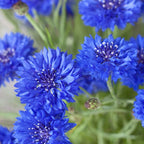 Cornflower Power Seedbom
