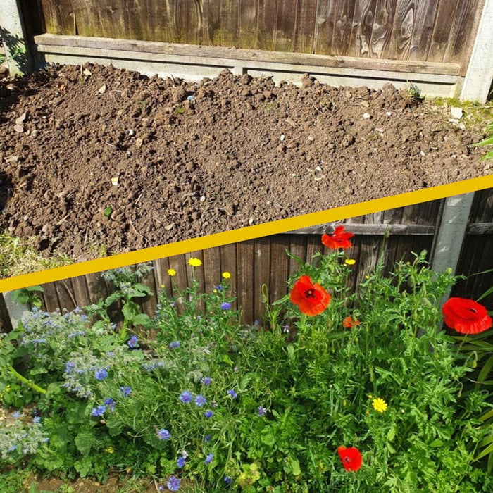Cornflower Power Seedbom