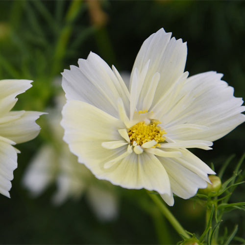 Cosmos-Bipinnata-Garden-Cosmos-Seeds