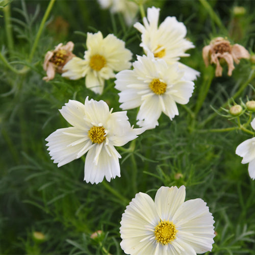 Cosmos-Bipinnata-Garden-Cosmos-Seeds