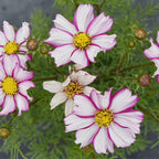 Cosmos-Bipinnata-Garden-Cosmos-Seeds