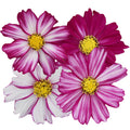 Cosmos-Bipinnata-Garden-Cosmos-Seeds
