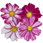 Cosmos-Bipinnata-Garden-Cosmos-Seeds