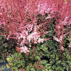 Deer resistant Delft Lace Astilbe used in a moist shaded perennial border