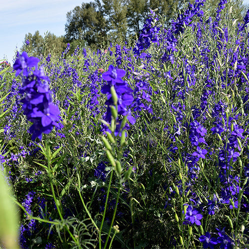Delphinium-Consolida-Larkspur-Seeds
