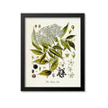 Elder Botanical Print