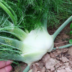 Florence-Fennel-Foeniculum-vulgare-Seeds