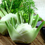 Florence-Fennel-Foeniculum-vulgare-Seeds