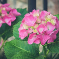 Forever Pink Hydrangea Shrub with Round Mounds and Pink Blooms