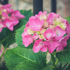 Forever Pink Hydrangea Shrub with Round Mounds and Pink Blooms
