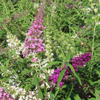 Long Spikes of Clustered Blooms of Fourth of July Butterfly Bush Flowering Shrub