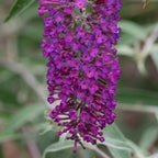 pink flower of the tricolor Fourth Of July Butterfly Bush