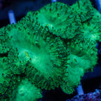 Green Blastomussa (1 Polyp) 4