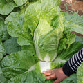 Hybrid-F1-Baby-Chinese-Cabbage-Seeds
