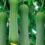 Hybrid-F1-Meat-Luffa-Seeds