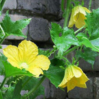 Hybrid F1 Yellow Zucchini Seeds
