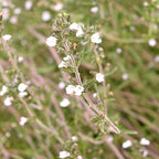 Hyssopus Officinalis & Hyssop Seeds