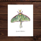 Luna Moth Watercolor Art Print