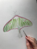 Luna Moth Watercolor Art Print