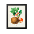 Mamey Botanical Print
