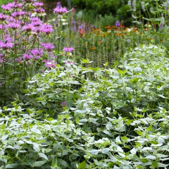 Mountain Mint growing in a sunny native border with silvery upper foliage and clusters of small pale summer flowers